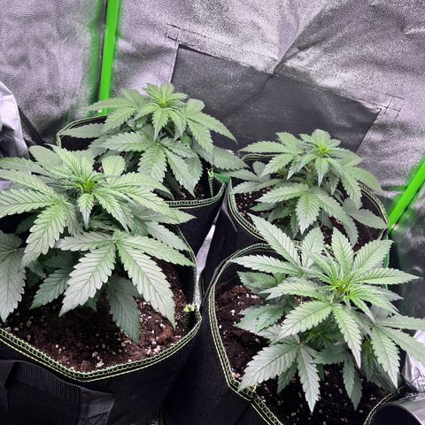 Monster Mash growlog timeline photo