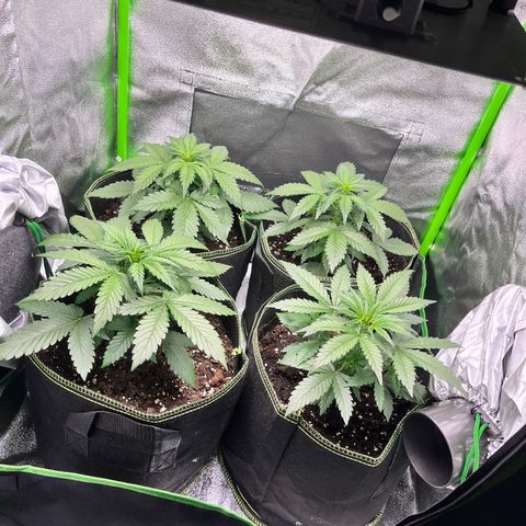 Monster Mash growlog timeline photo