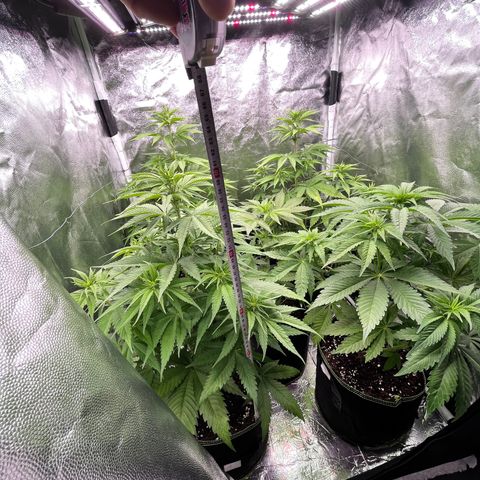 HerzOG growlog timeline photo