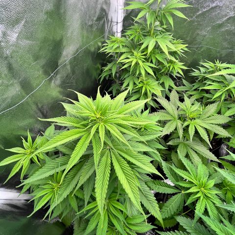 HerzOG growlog timeline photo