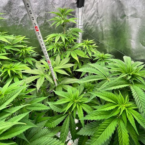 HerzOG growlog timeline photo