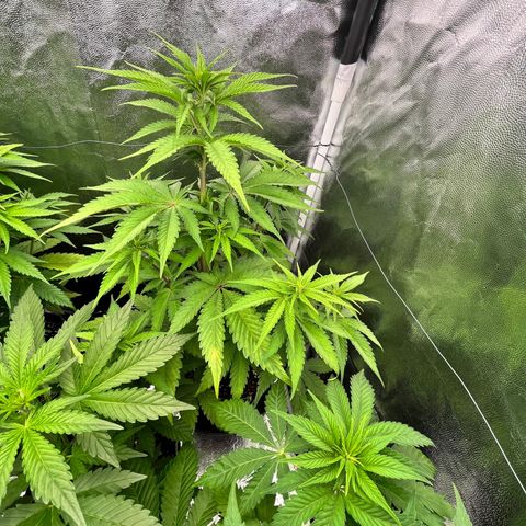 HerzOG growlog timeline photo