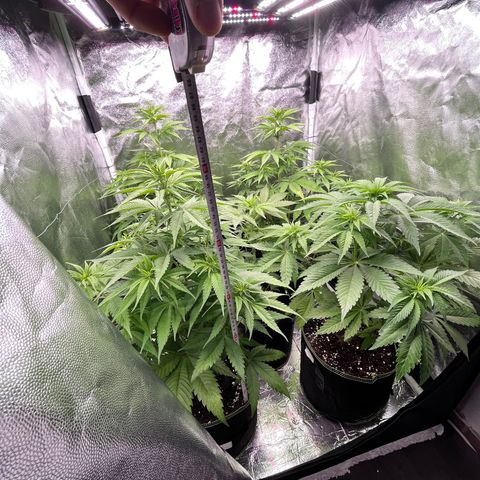 HerzOG growlog timeline photo