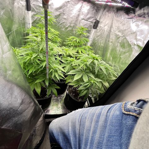 HerzOG growlog timeline photo