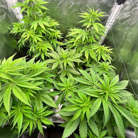 HerzOG growlog timeline photo
