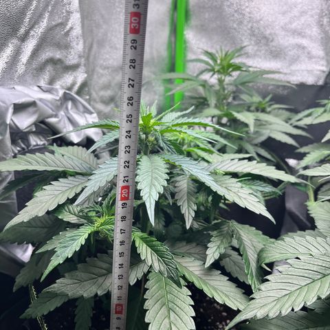 Monster Mash growlog timeline photo