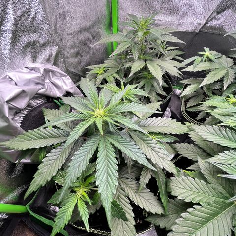 Monster Mash growlog timeline photo