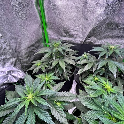 Monster Mash growlog timeline photo