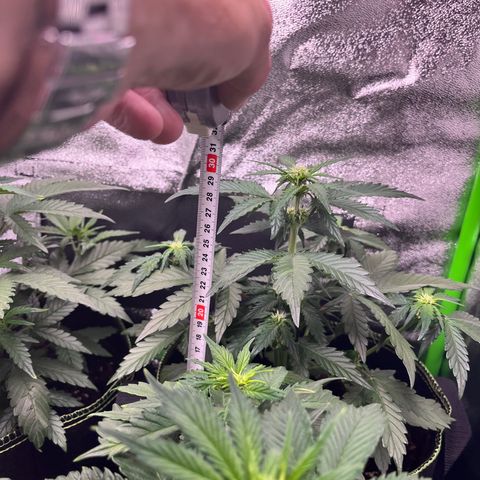 Monster Mash growlog timeline photo