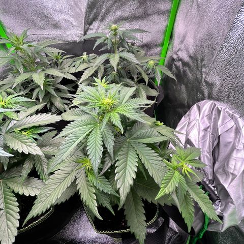 Monster Mash growlog timeline photo