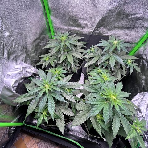 Monster Mash growlog timeline photo