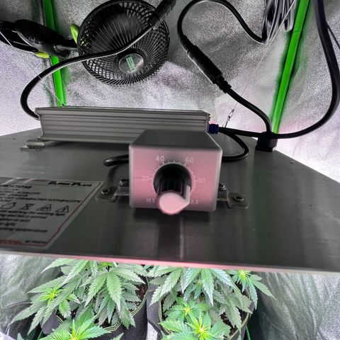 Monster Mash growlog timeline photo