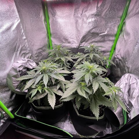 Monster Mash growlog timeline photo
