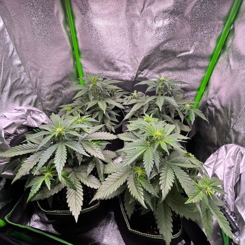 Monster Mash growlog timeline photo
