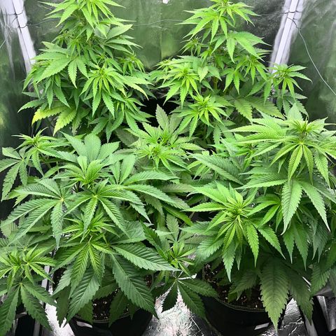 HerzOG growlog timeline photo