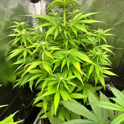 HerzOG growlog timeline photo