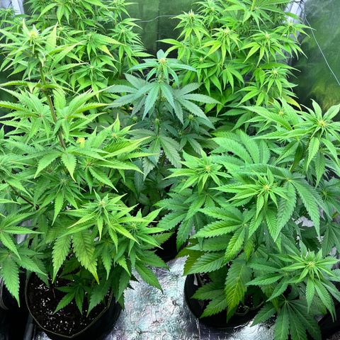 HerzOG growlog timeline photo