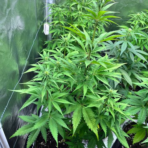 HerzOG growlog timeline photo