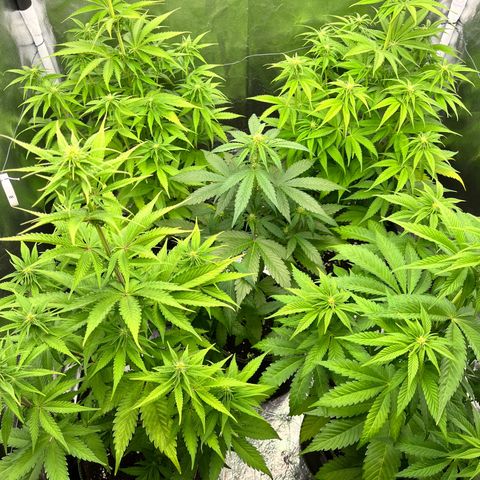 HerzOG growlog timeline photo