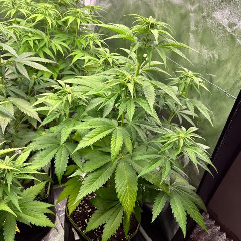 HerzOG growlog timeline photo