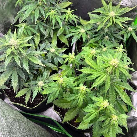 Monster Mash growlog timeline photo