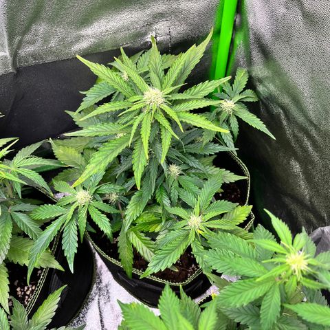Monster Mash growlog timeline photo