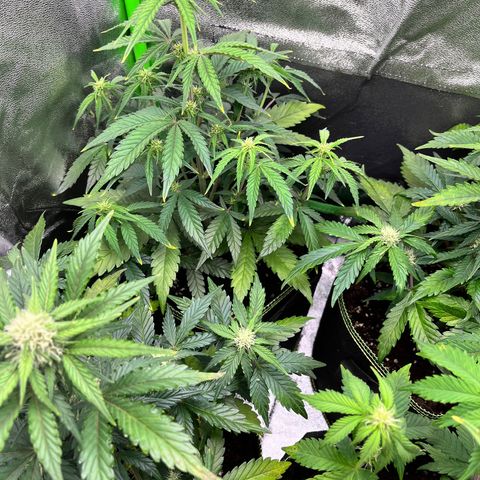 Monster Mash growlog timeline photo