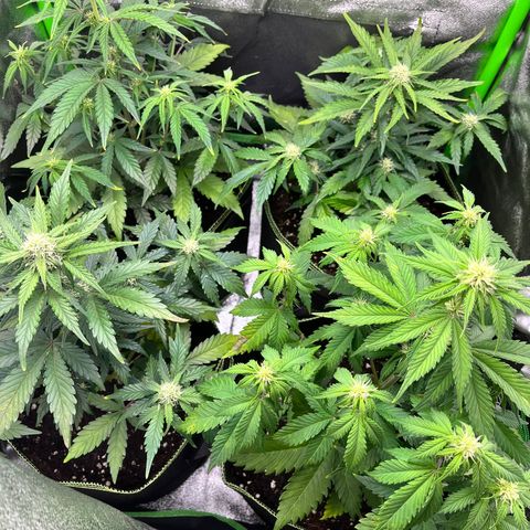 Monster Mash growlog timeline photo