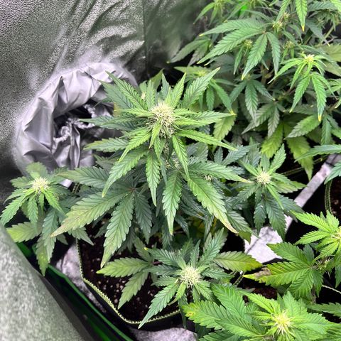 Monster Mash growlog timeline photo