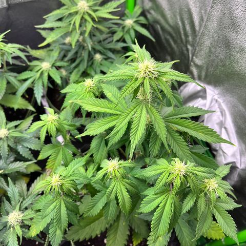 Monster Mash growlog timeline photo