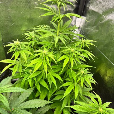HerzOG growlog timeline photo