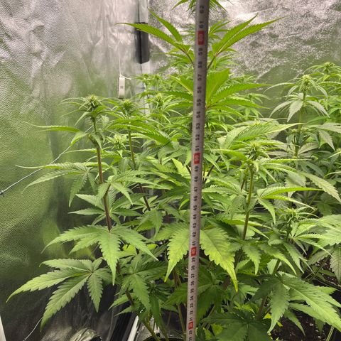 HerzOG growlog photo: Höhe 75 cm