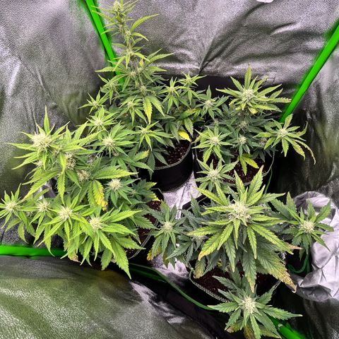 Monster Mash growlog timeline photo