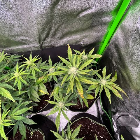 Monster Mash growlog timeline photo