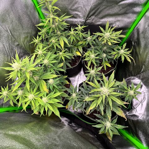 Monster Mash growlog timeline photo