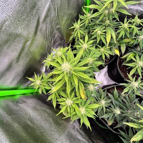 Monster Mash growlog timeline photo