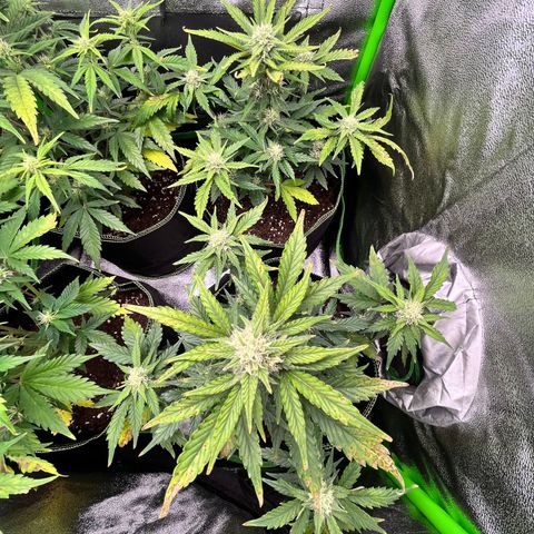 Monster Mash growlog timeline photo