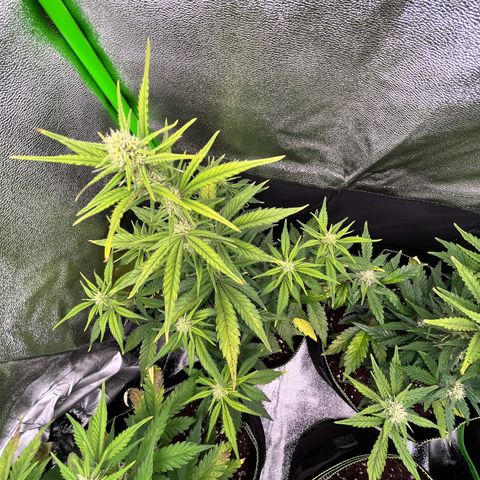 Monster Mash growlog timeline photo