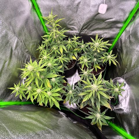 Monster Mash growlog timeline photo