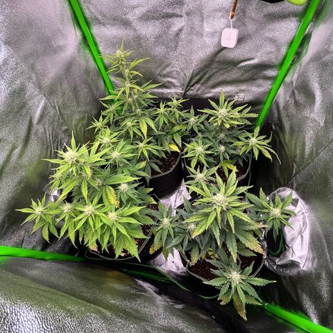 Monster Mash growlog timeline photo