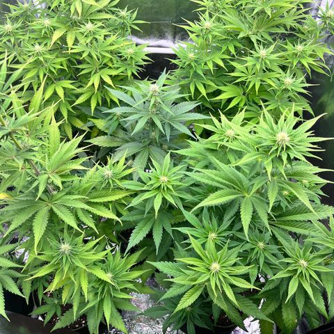 HerzOG growlog timeline photo