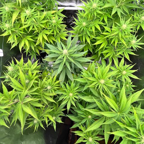 HerzOG growlog timeline photo