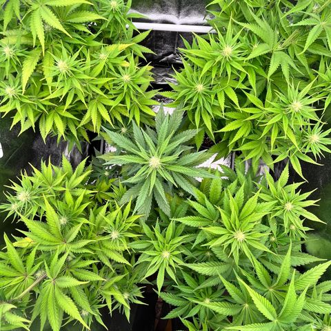HerzOG growlog timeline photo