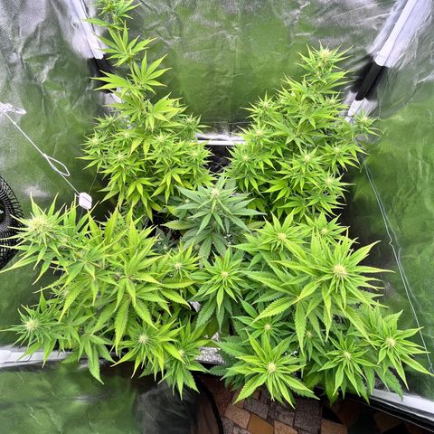 HerzOG growlog timeline photo