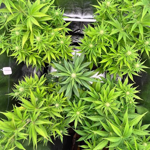 HerzOG growlog timeline photo