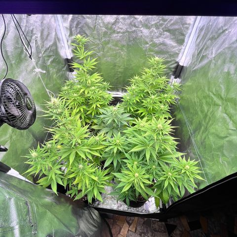 HerzOG growlog timeline photo