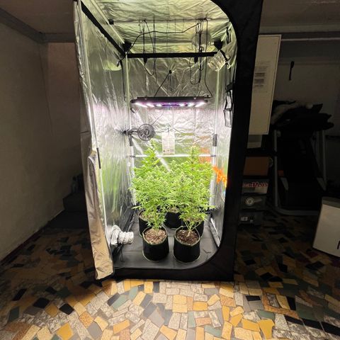 HerzOG growlog timeline photo