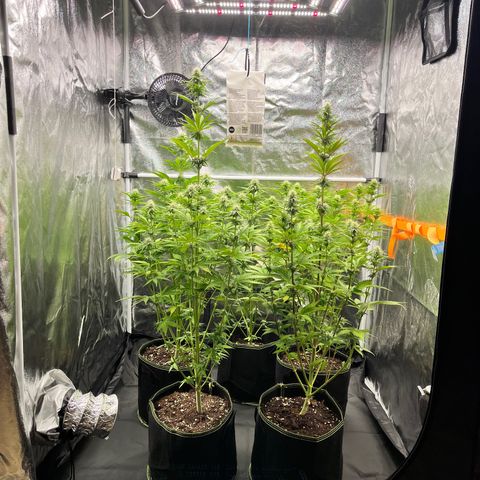 HerzOG growlog timeline photo
