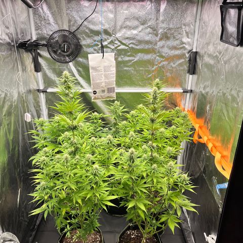 HerzOG growlog timeline photo