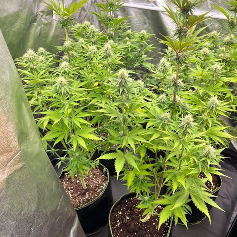 HerzOG growlog timeline photo